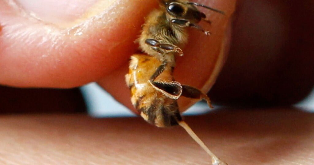 nọc độc của ong có thể tiêu diệt tế bào ung thư vú 1