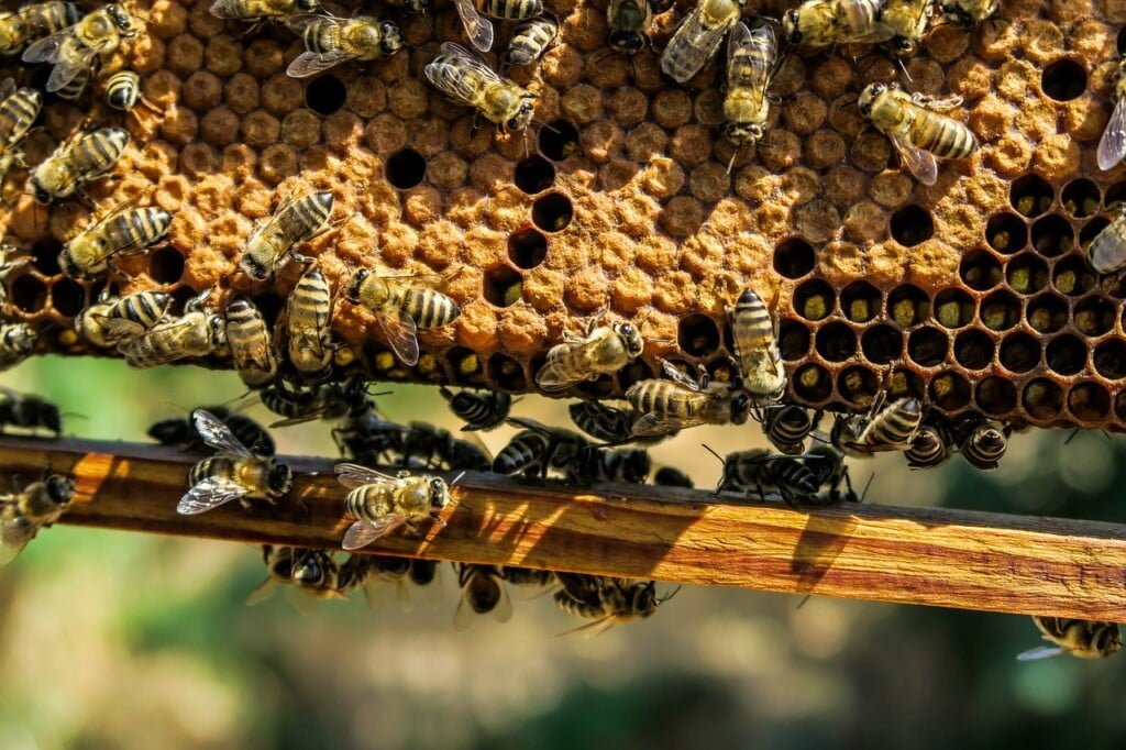 nọc độc của ong có thể tiêu diệt tế bào ung thư vú 2