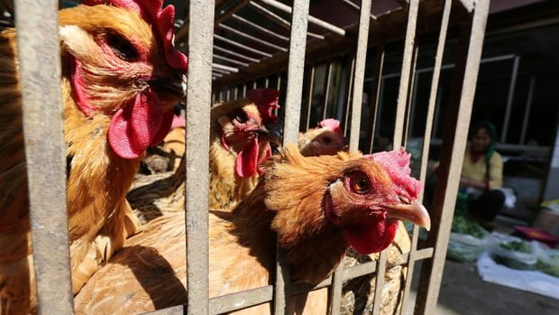 China closed a market after it reported one case of avian flu