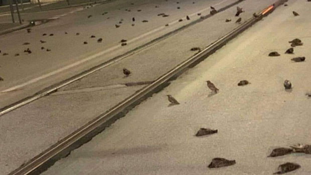 The sudden death of hundreds of birds on the streets of Italy 