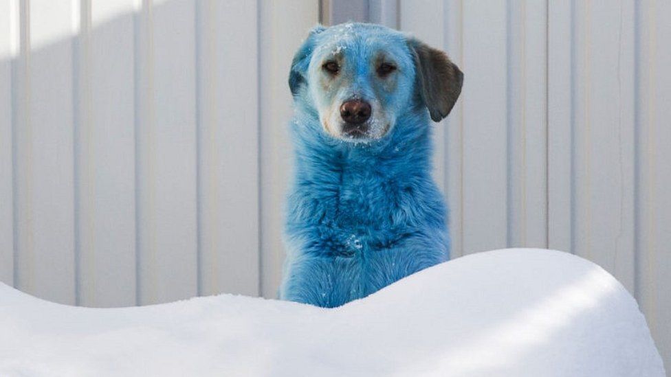 Russia's stray dogs with bright-coloured fur