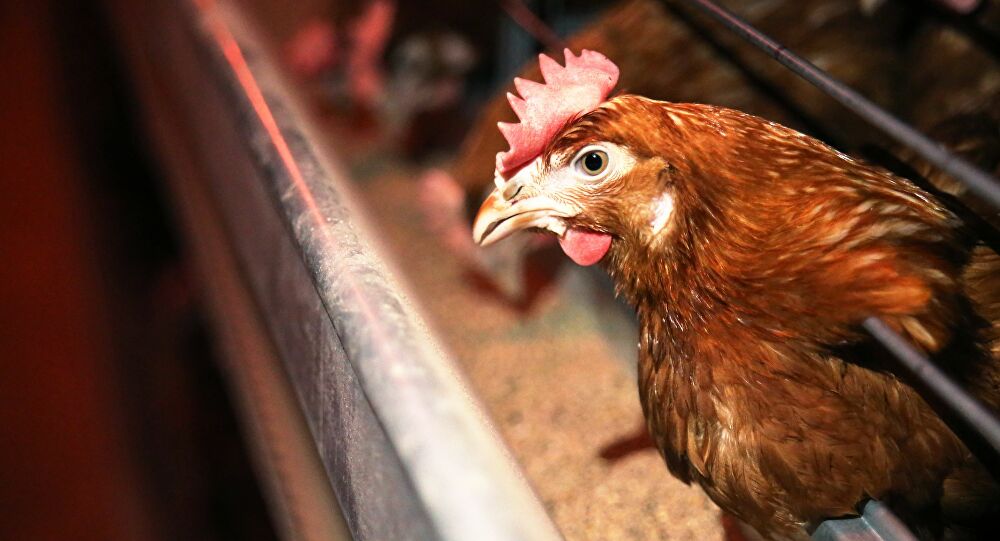 The new avian flu virus is capable of transmitting from person to person