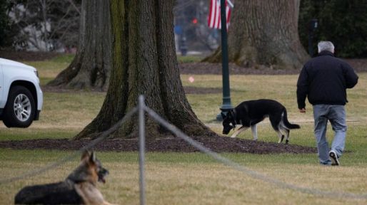 Joe Biden dog Major in doghouse after injuring security agent