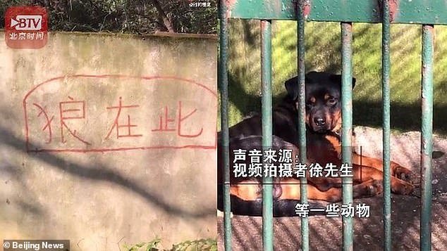 China zoo 'tries to pass dog off as wolf'