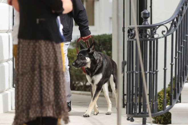 Biden dogs Major and Champ are back at the White House after incident