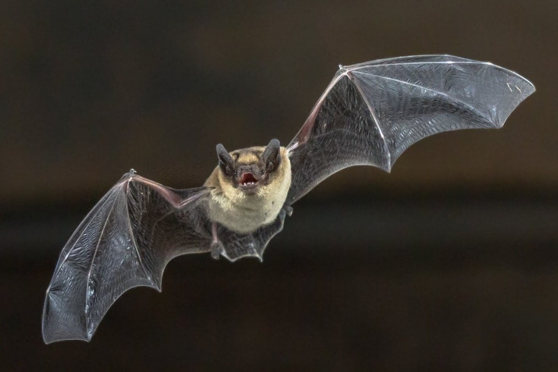 Only within a radius of 2km, China discovered 24 new corona virus strains from bats