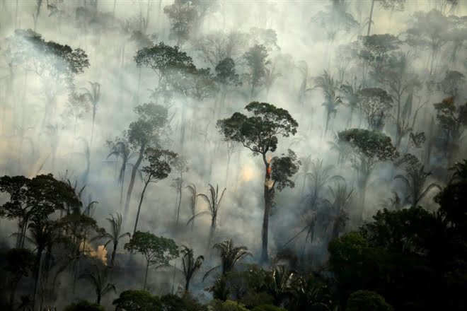 Two-thirds of tropical rainforests are destroyed or degraded globally
