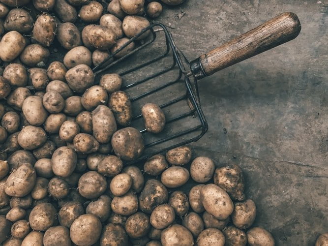 potatoes are healthy - photo by Jan Antonin Kolar