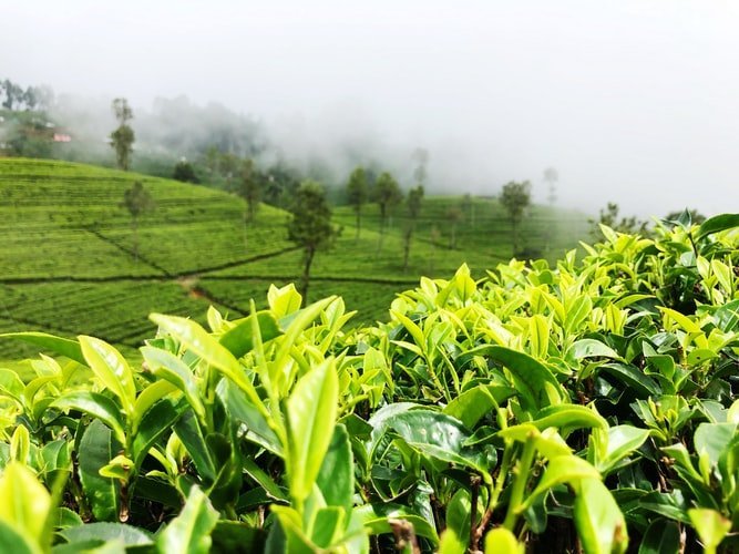 The Health Benefits Of Green Tea - Yasasi Rajapakse