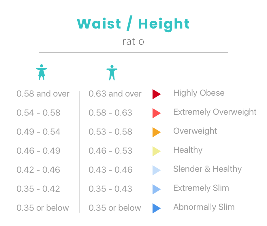 Waist to Height infographic