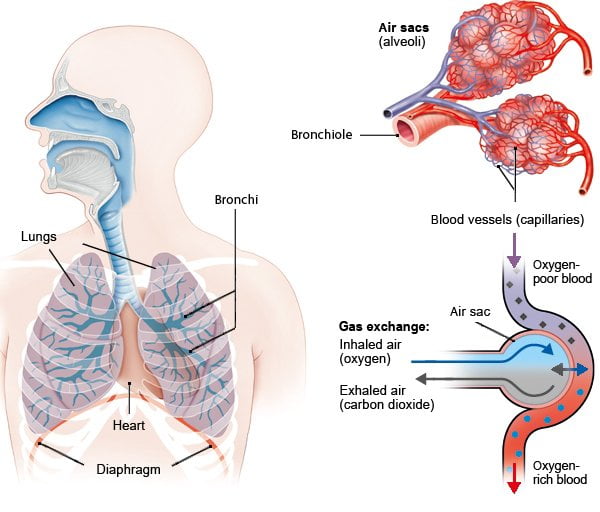 How do the lungs function?