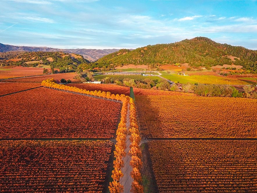 fall vineyards edited