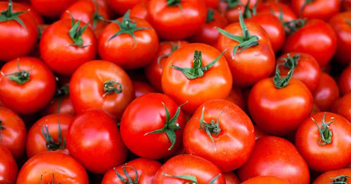 tomatoes 1200x628 facebook 1200x628 1