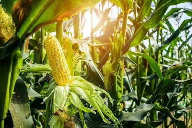 is-corn-a-grain-a-fruit-or-a-vegetable-here-s-what-nutritionists-say