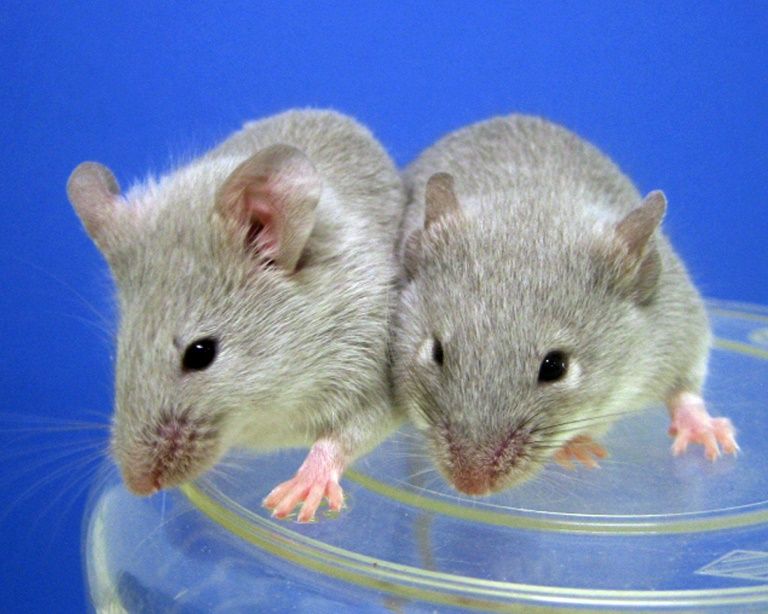 two mice in a lab