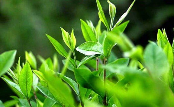 grean tea 2