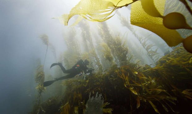 The most secluded island in the world now becomes the largest reserve: Heaven only exists without human hands?