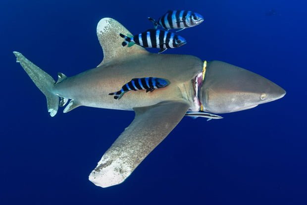 The series of photos show how frightening the ocean tragedy is