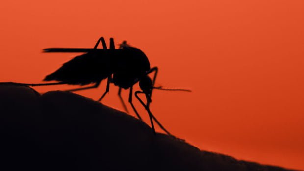 New malaria-causing mosquito appears in Africa
