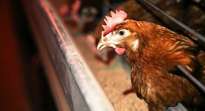 The new avian flu virus is capable of transmitting from person to person