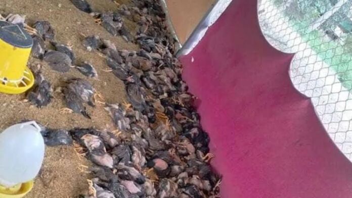 Thousands of birds in Cambodia died from the H5N1 flu