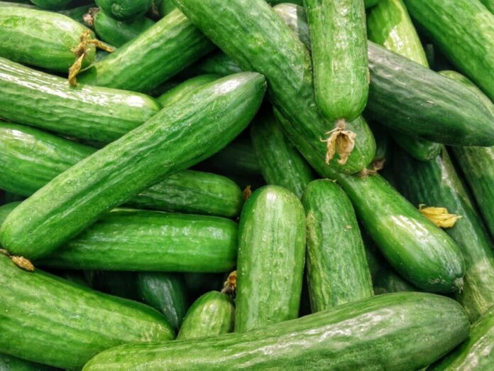 Can Bitter Cucumbers Make You Sick?