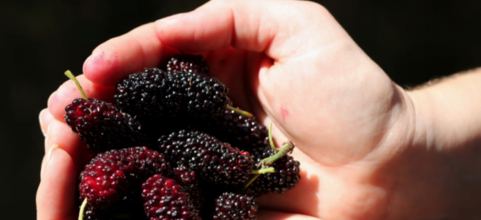 Health Benefits Of Mulberries