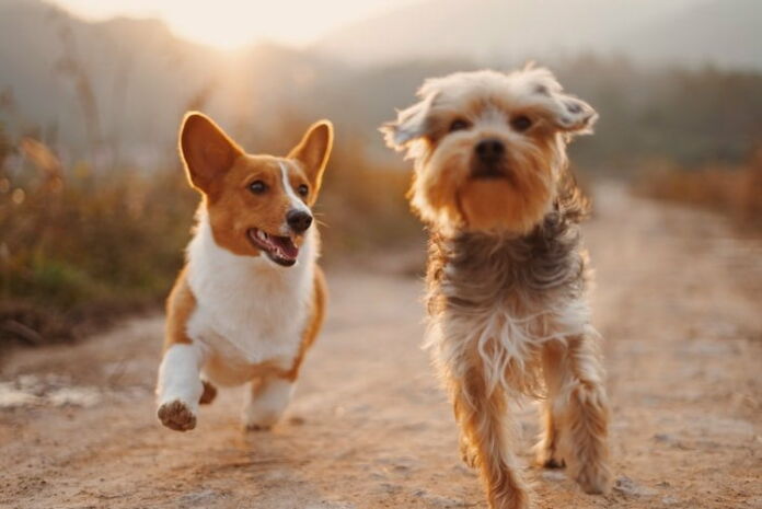 Pet - Photo by Alvan Nee