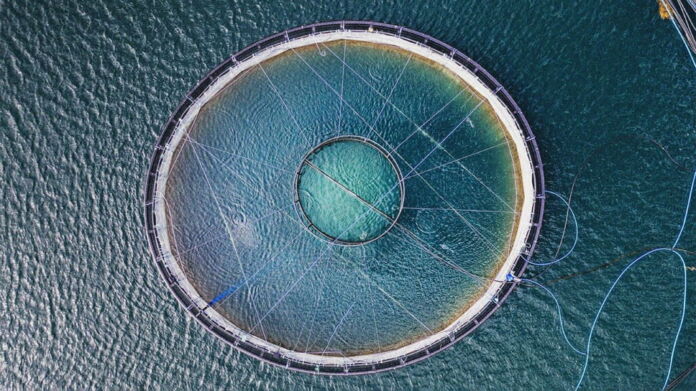 Can we consume fish sustainably while still reaping the health benefits? - Abstract Aerial Art/Getty Images