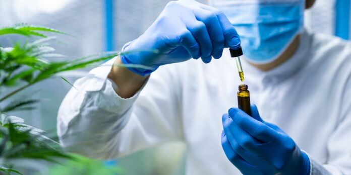 How Do CBD And THC Differ? Knowing Their Health Advantages And Drawbacks - photo: Pramote Polyamate/Getty Image