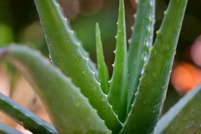 Learn why and how to use aloe vera as one of the most effective sunburn remedies. - Photo by Pisauikan