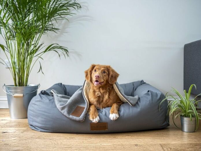 A Veterinarian's Guide to Relieving Your Dog's Joint Pain - Photo by Jamie Street