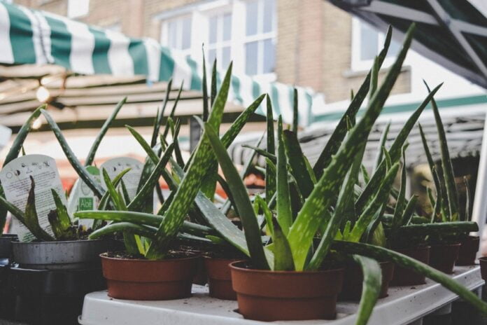 DIY Aloe Vera