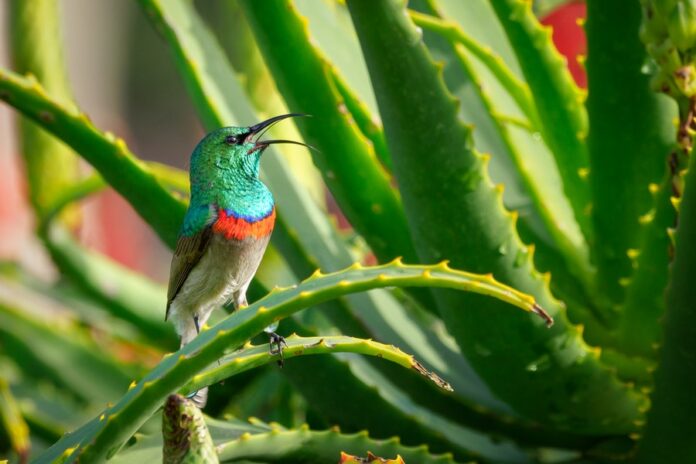 Aloe Vera and Honey
