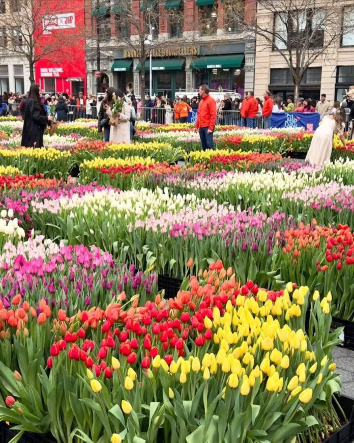 Tulip Day