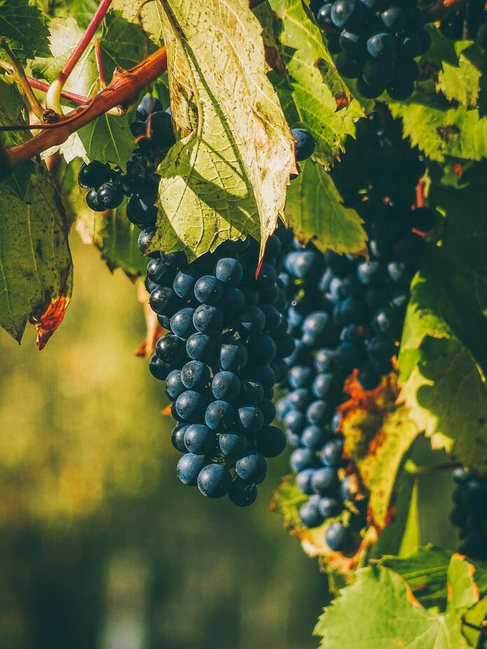 grapes 1