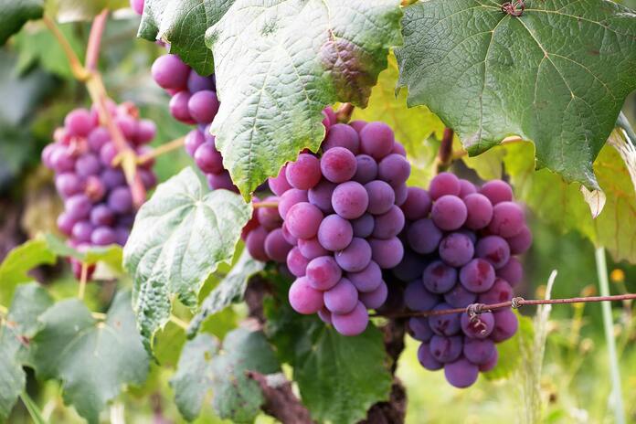 grapes 4